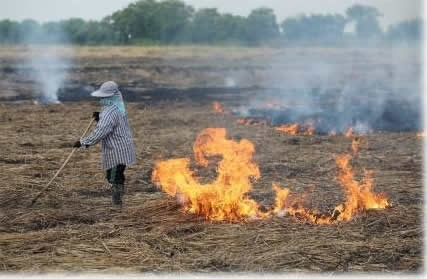 Rice straw burning from field